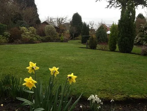 flowers in nice garden