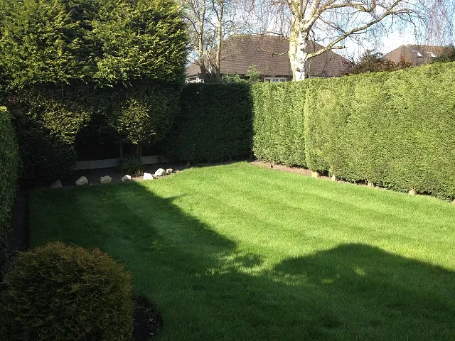 fresh garden grass