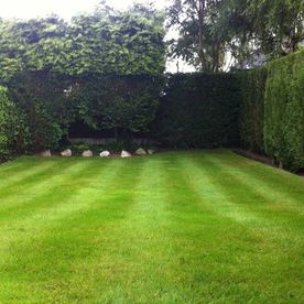 grass striped in garden