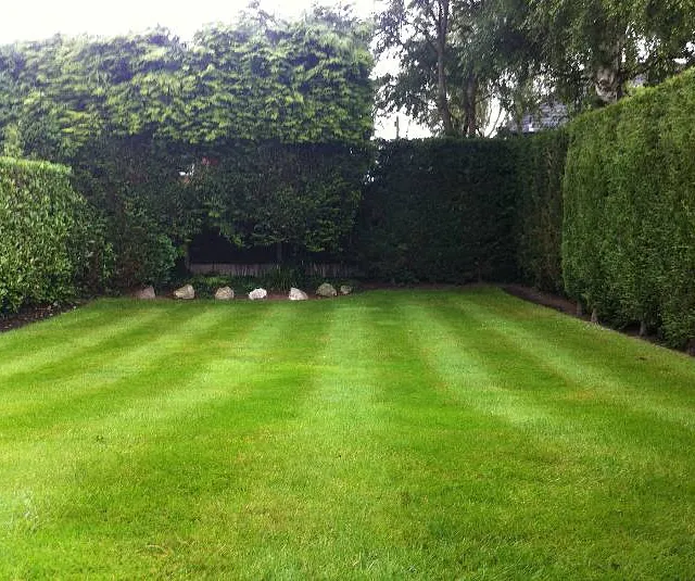grass striped in garden